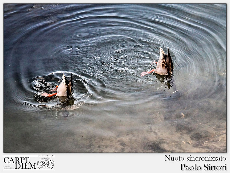 Nuoto sincronizzato.jpg